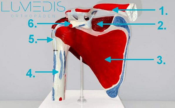 Anatomie der Schulter