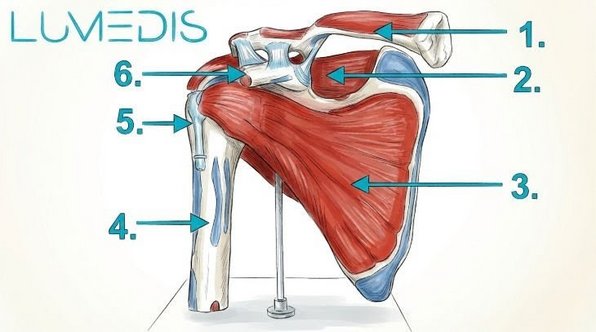 Anatomie der Schulter